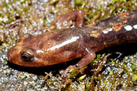 Imitator Salamander