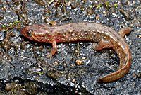 Seal Salamander