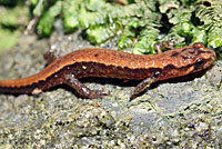 Allegheny Mountain Dusky Salamander