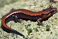 Allegheny Mountain Dusky Salamander