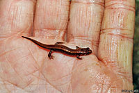 Allegheny Mountain Dusky Salamander