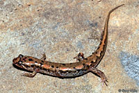 Salamander