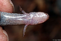 Ocoee Salamander