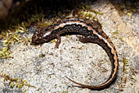 Ocoee Salamander