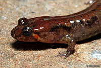 Ocoee Salamander