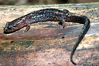 Allegheny Mountain Dusky Salamander