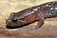 Allegheny Mountain Dusky Salamander