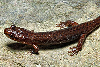 Northern Pygmy Salamander