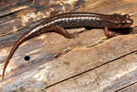 Northern Pygmy Salamander