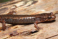 Northern Pygmy Salamander