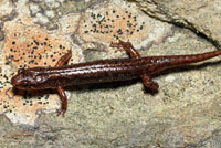 Northern Pygmy Salamander