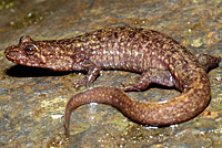 Salamander