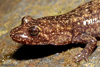 Black-bellied Salamander