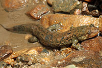 Black-bellied Salamander