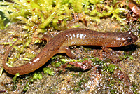 Salamander