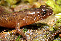 Santeetlah Dusky Salamander