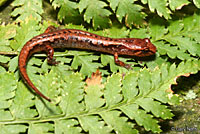 Northern Pygmy Salamander