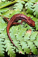 Northern Pygmy Salamander