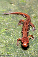 Northern Pygmy Salamander