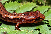 Northern Pygmy Salamander