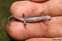 Northern Pygmy Salamander