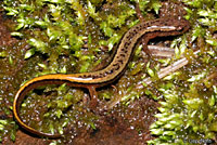 Northern Two-lined Salamander