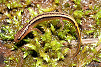 Northern Two-lined Salamander