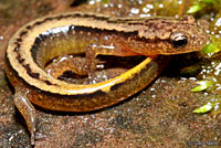 Northern Two-lined Salamander