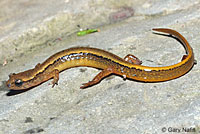 Northern Two-lined Salamander