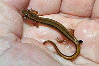 Northern Two-lined Salamander