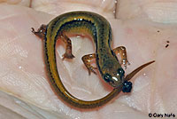 Northern Two-lined Salamander