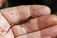 Northern Two-lined Salamander