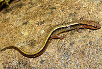 Southern Two-lined Salamander