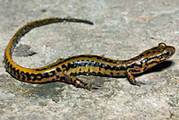 Northern Two-lined Salamander