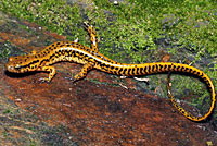 Northern Two-lined Salamander