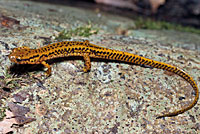 Northern Two-lined Salamander