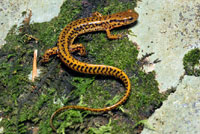 Northern Two-lined Salamander