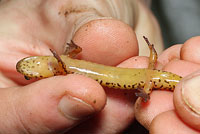 Northern Two-lined Salamander