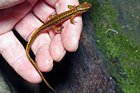 Northern Two-lined Salamander