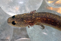 San Marcos Salamander