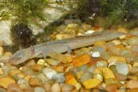 Barton Springs Salamander