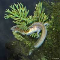 Barton Springs Salamander