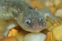 Barton Springs Salamander