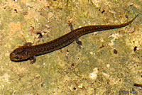 Salamander