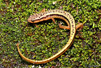 Blue Ridge Two-lined Salamander