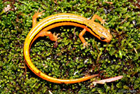 Blue Ridge Two-lined Salamander