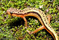 Blue Ridge Two-lined Salamander