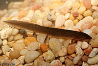 Blue Ridge Spring Salamander