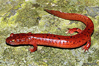 Salamander