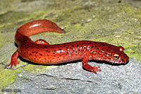 Blue Ridge Spring Salamander